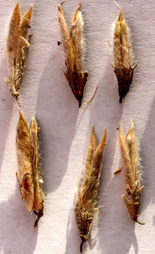Image of Astragalus permiensis specimen.
