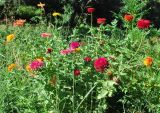 Zinnia elegans