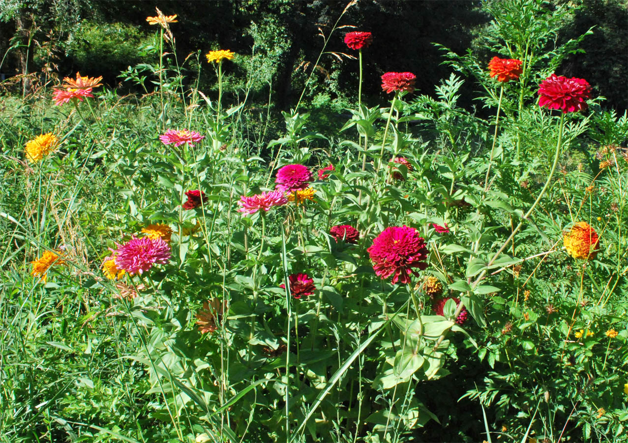 Image of Zinnia elegans specimen.