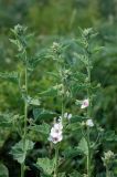 Althaea officinalis