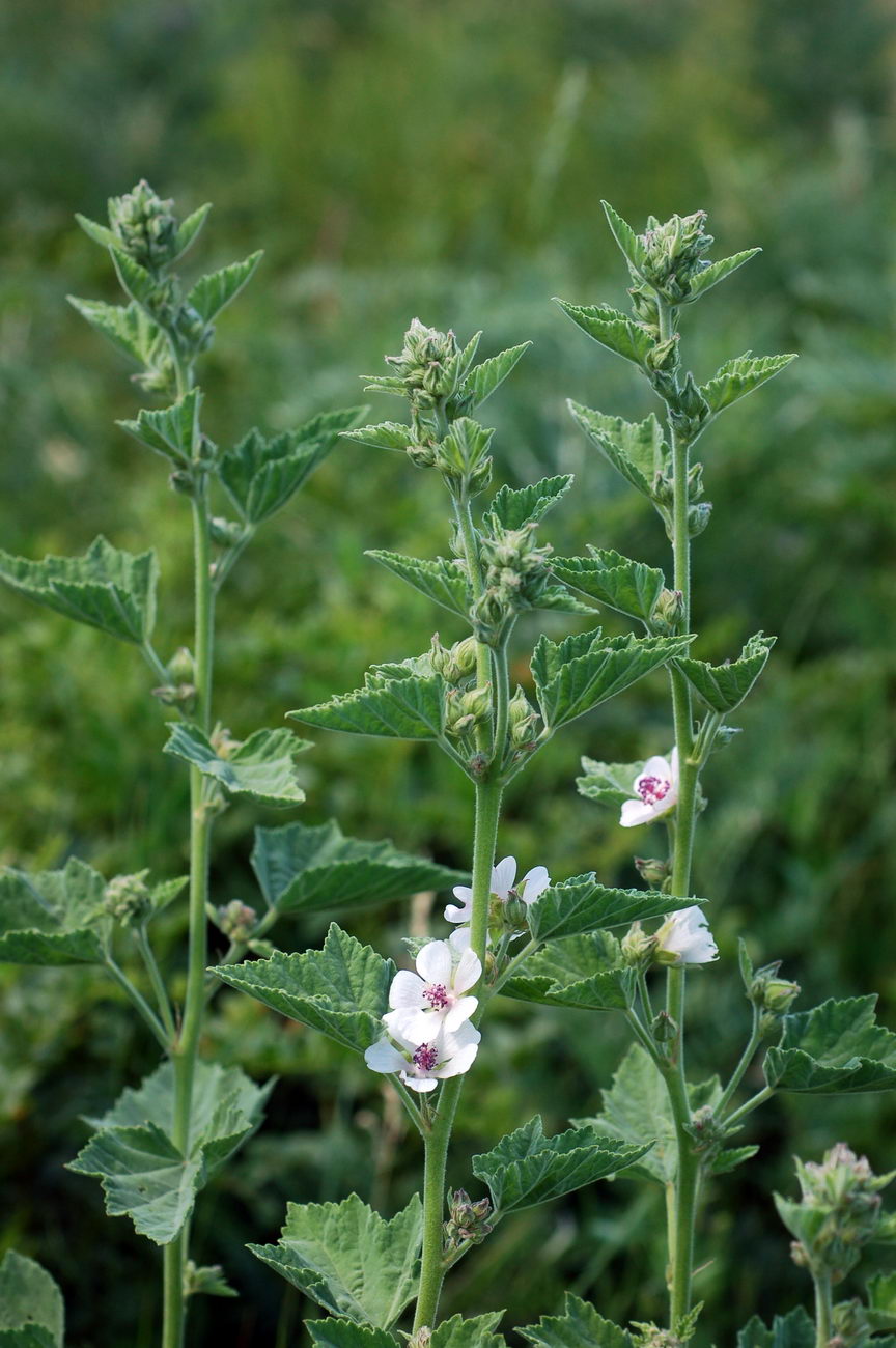 Image of Althaea officinalis specimen.