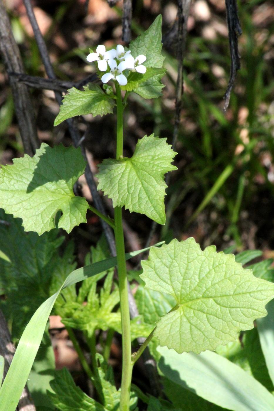 Image of Alliaria petiolata specimen.