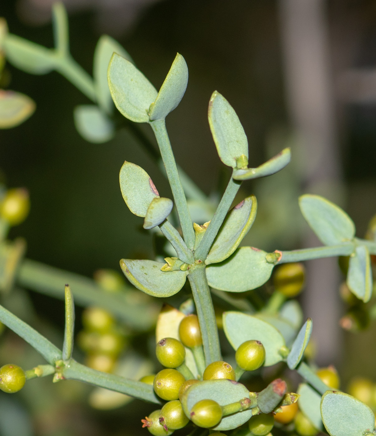 Изображение особи Viscum rotundifolium.