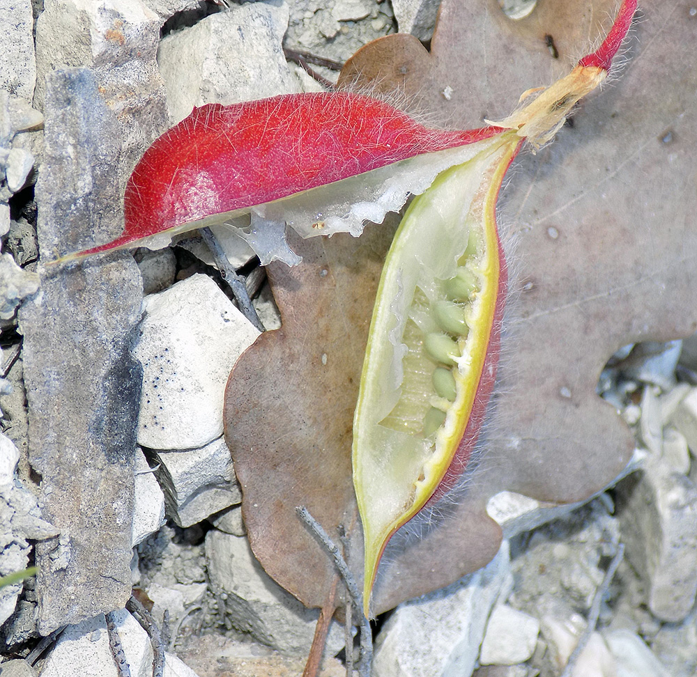 Image of Astragalus utriger specimen.