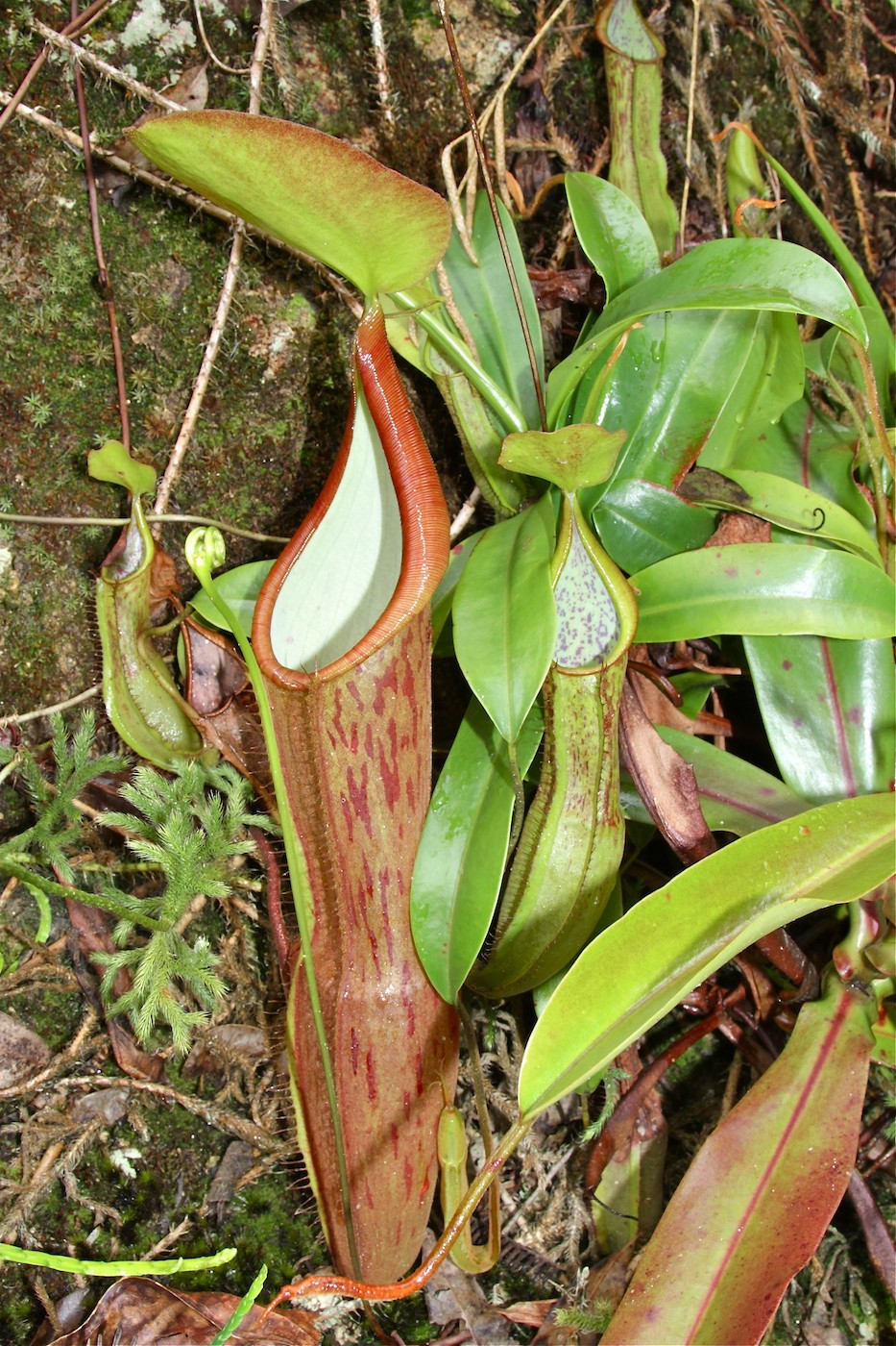 Изображение особи Nepenthes sanguinea.