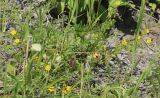 genus Potentilla