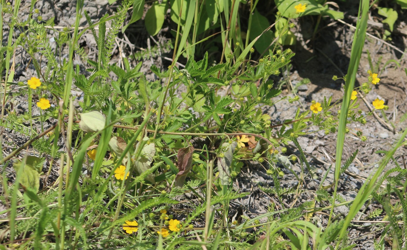 Image of genus Potentilla specimen.