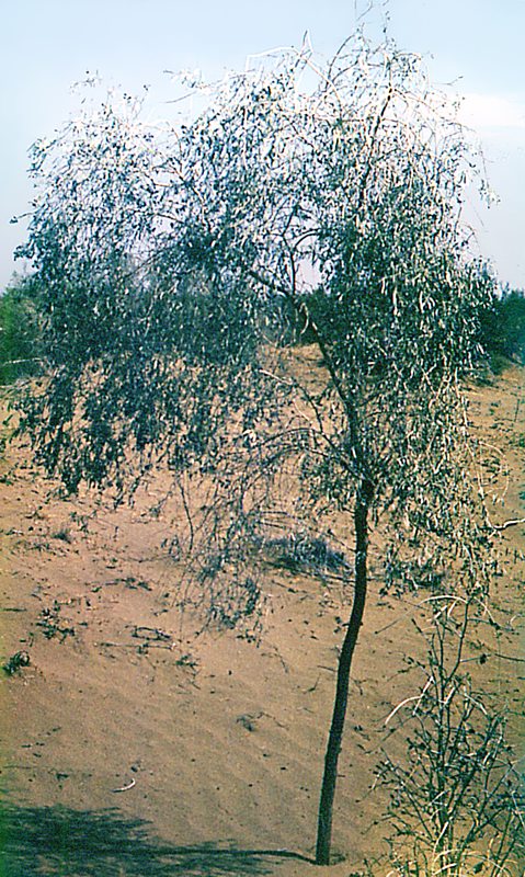 Image of Ammodendron conollyi specimen.