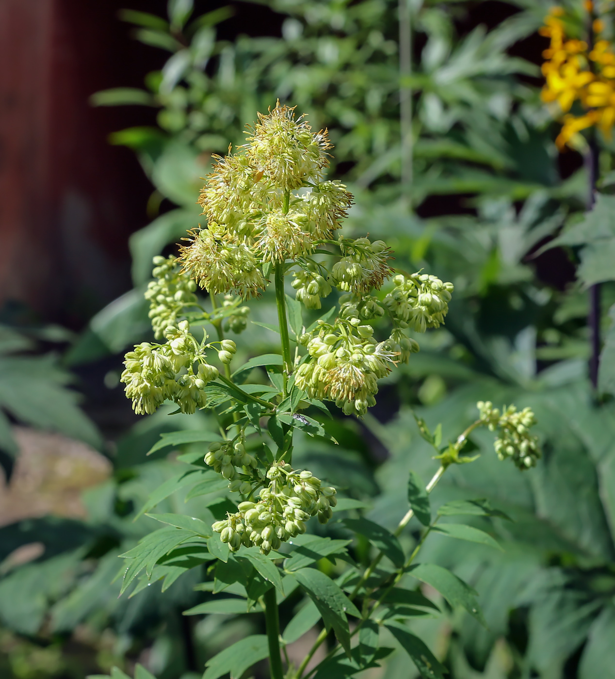 Image of Thalictrum flavum specimen.