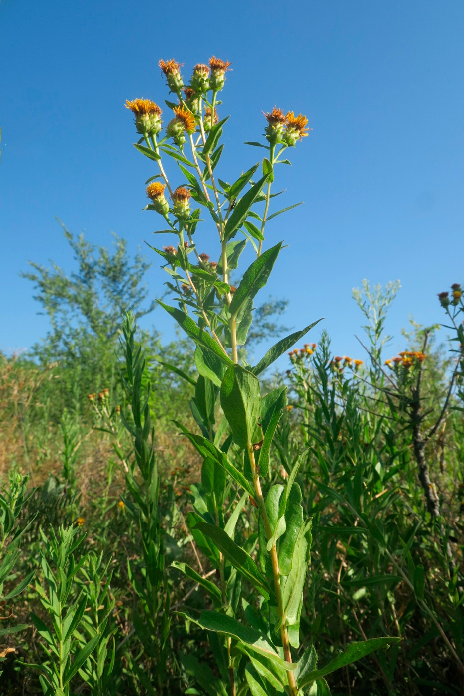 Изображение особи Inula sabuletorum.