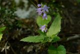 Campanula rapunculoides. Верхушка цветущего растения. Краснодарский край, Лазаревский р-н, окр. с. Ордынка, 140 м н.у.м., лес. 18.07.2020.