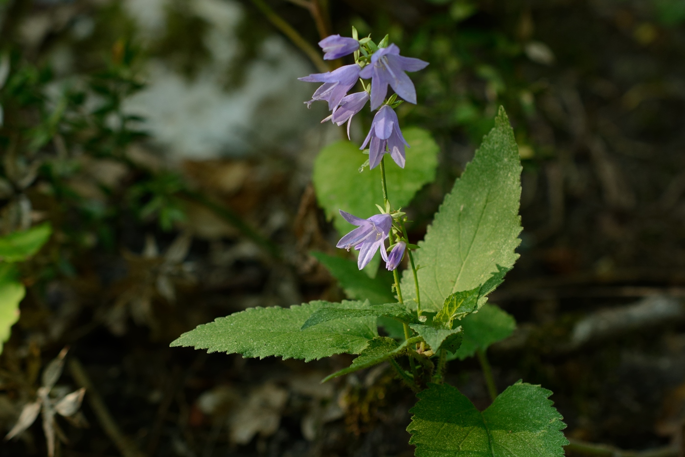 Изображение особи Campanula rapunculoides.