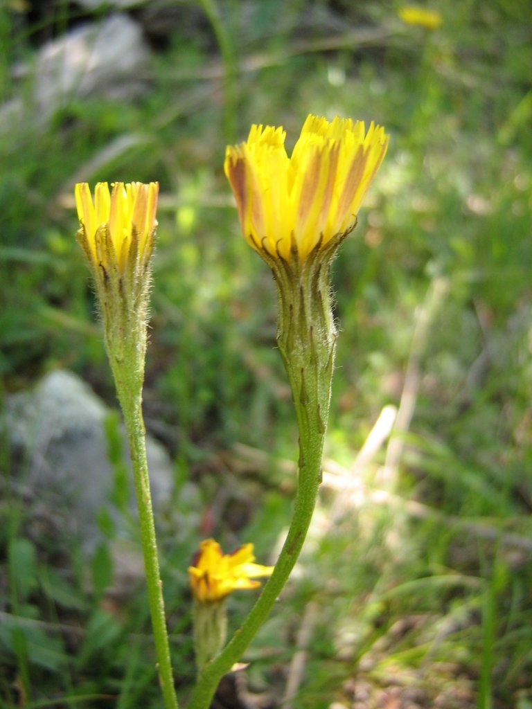 Image of Scorzoneroides cichoriacea specimen.