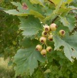 Crataegus chlorocarpa