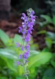 Salvia nemorosa. Соцветие. Санкт-Петербург, Адмиралтейский р-н, остров Новая Голландия, в культуре. 08.09.2020.