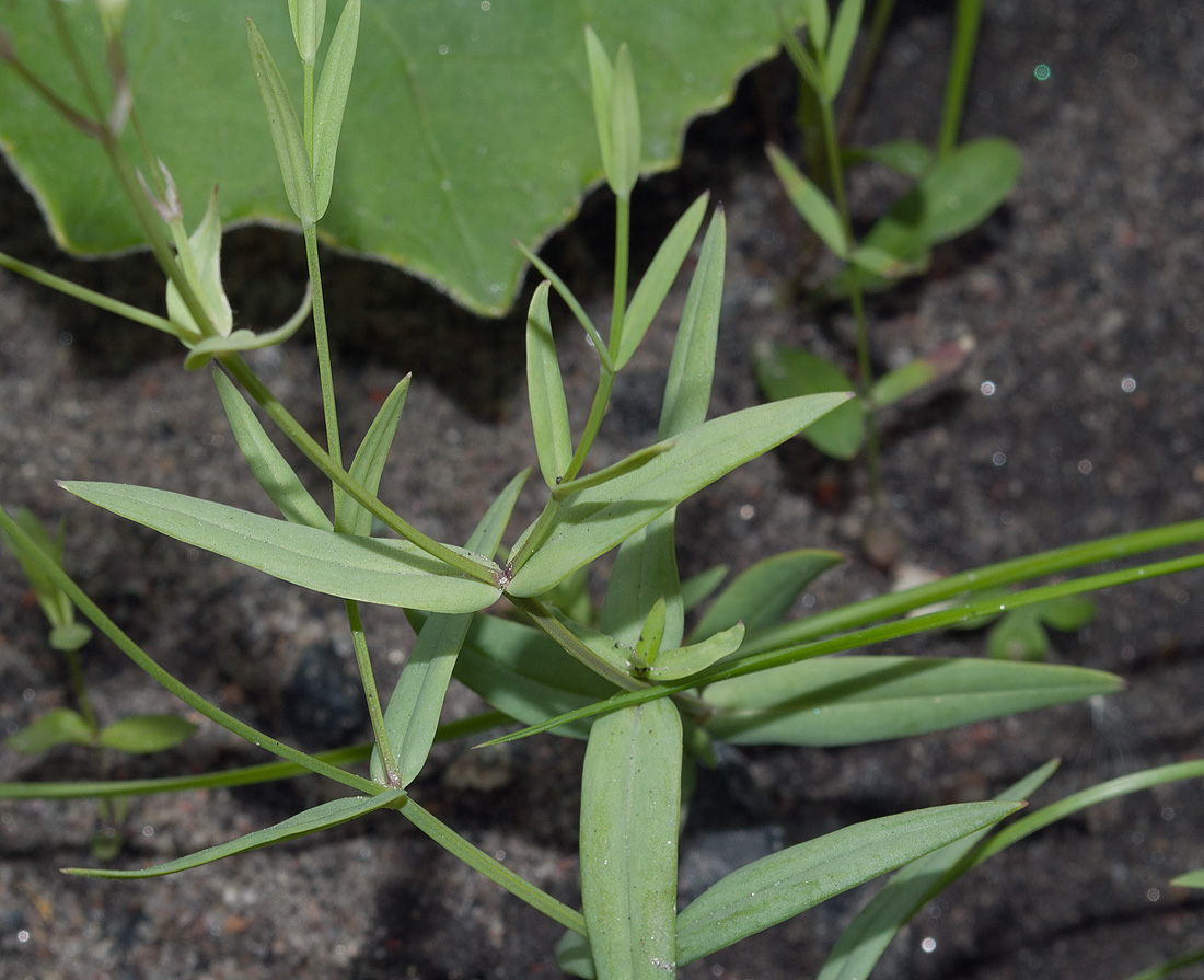 Image of Stellaria hebecalyx specimen.