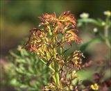 Daucus sativus