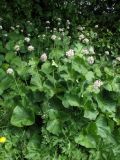 Valeriana alliariifolia