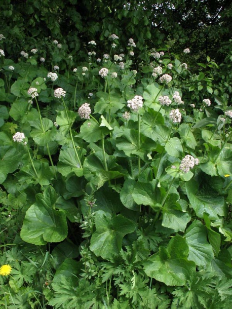 Image of Valeriana alliariifolia specimen.