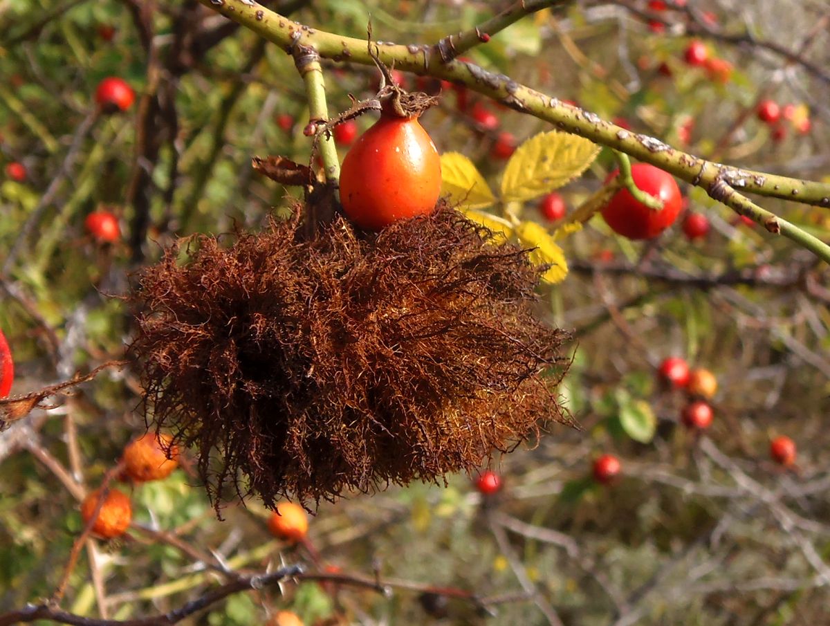 Image of Rosa rubiginosa specimen.