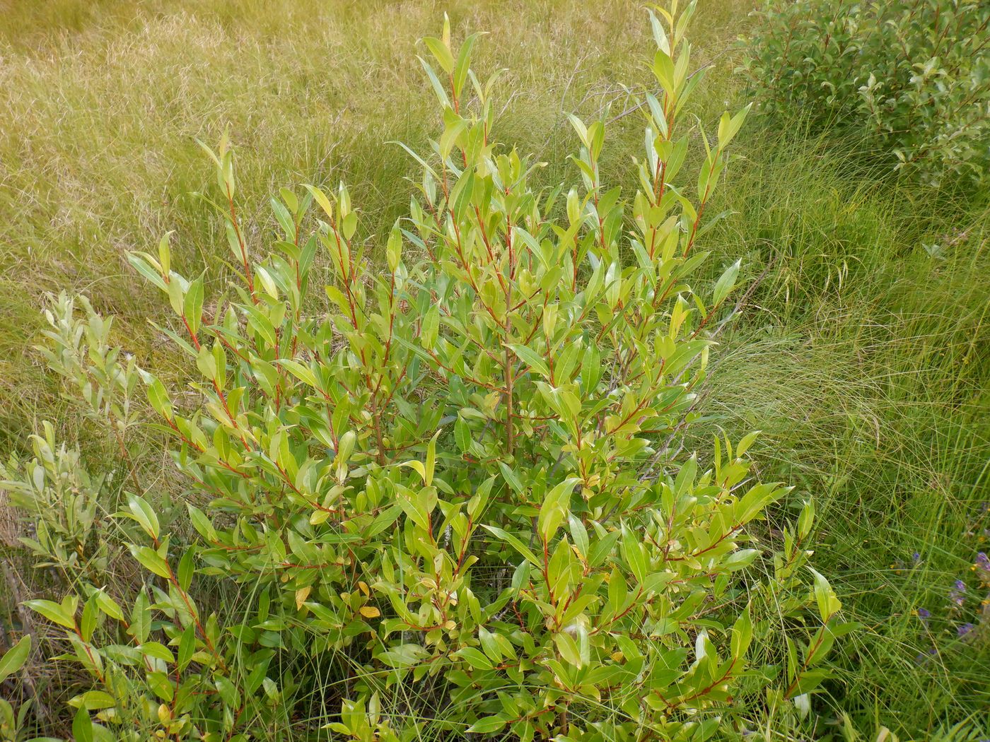 Image of Salix pentandra specimen.