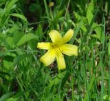 Hemerocallis lilio-asphodelus. Цветок. Иркутская обл., Иркутский р-н, р. Иркут, о. Беляева, луг. 13.06.2020.