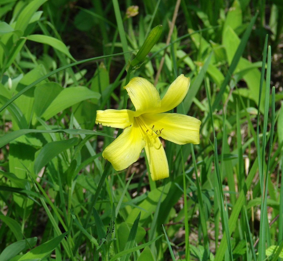 Image of Hemerocallis lilio-asphodelus specimen.