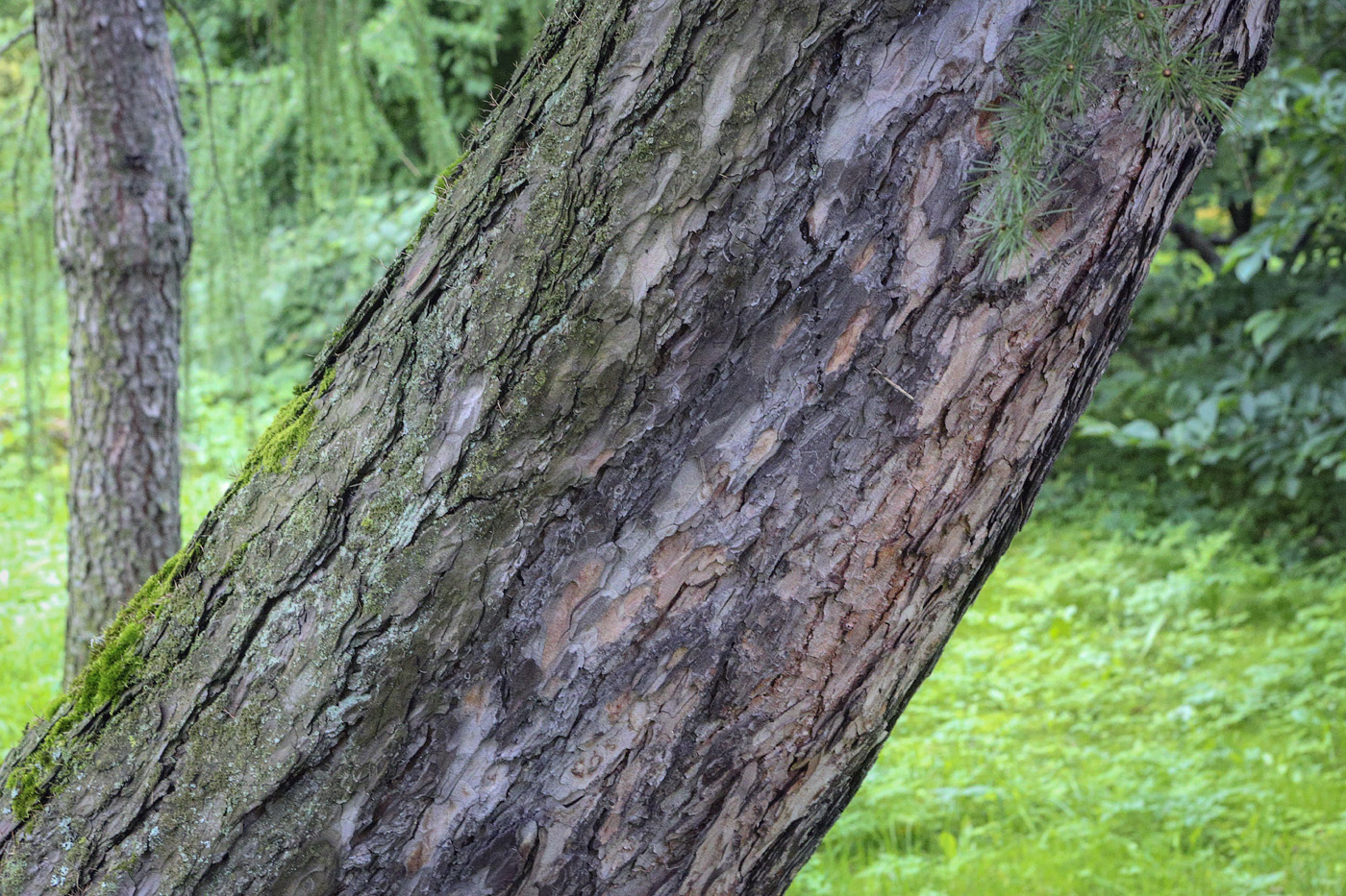 Image of Larix decidua specimen.