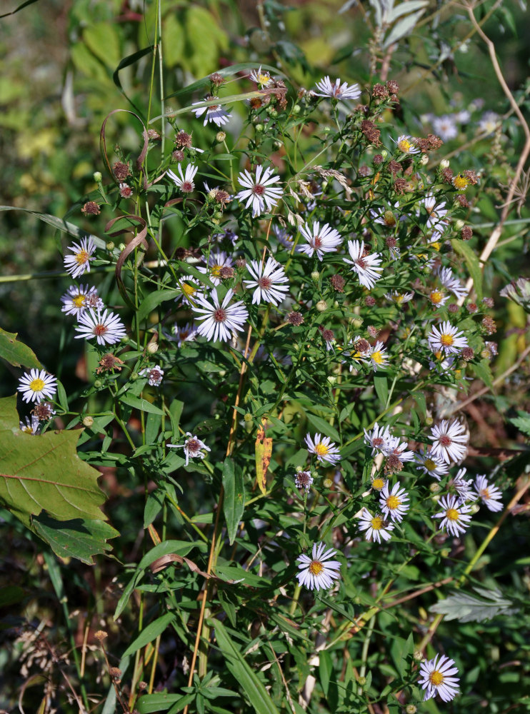 Изображение особи Symphyotrichum novi-belgii.