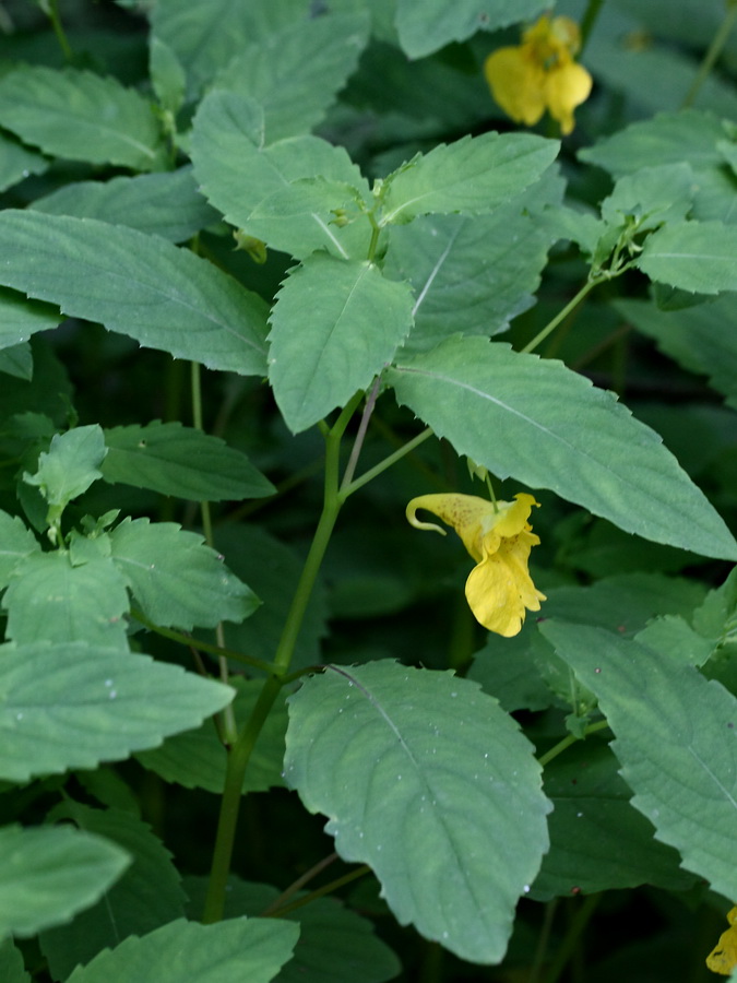 Image of Impatiens noli-tangere specimen.