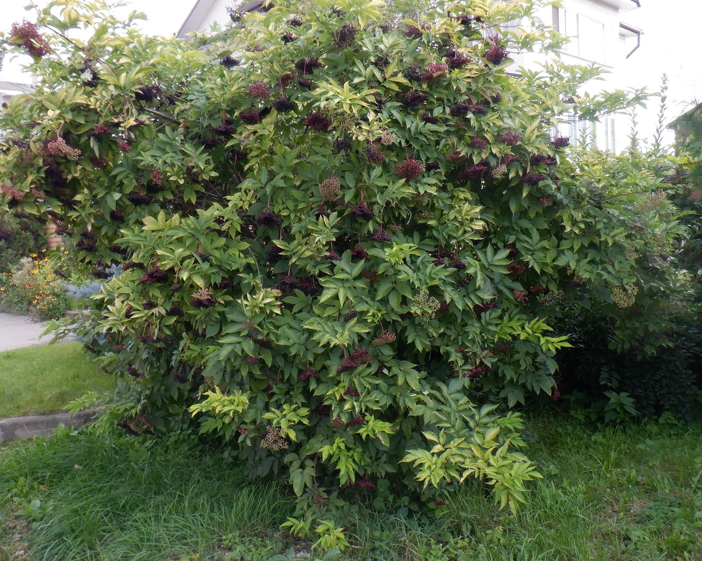 Image of Sambucus nigra specimen.