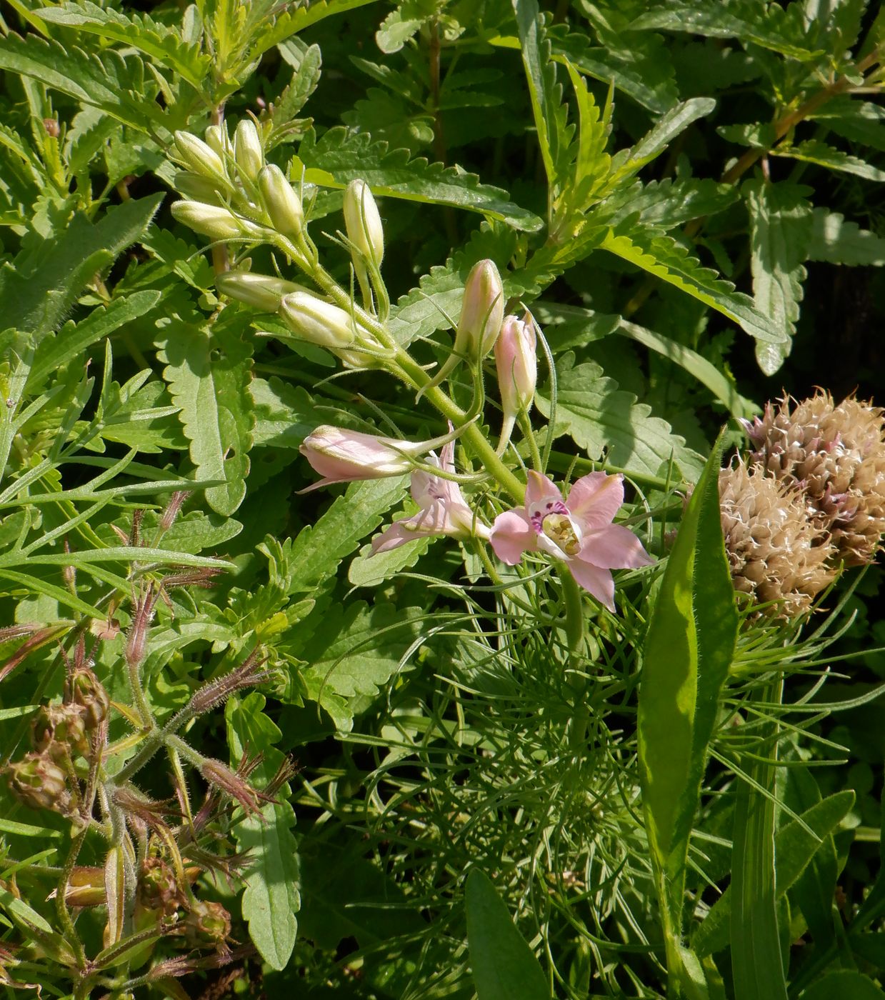 Image of Delphinium ajacis specimen.