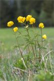 Trollius europaeus. Цветущее растение. Ленинградская обл., Волосовский р-н, окр. дер. Пятая Гора, суходольный разнотравно-злаковый луг. 03.06.2020.