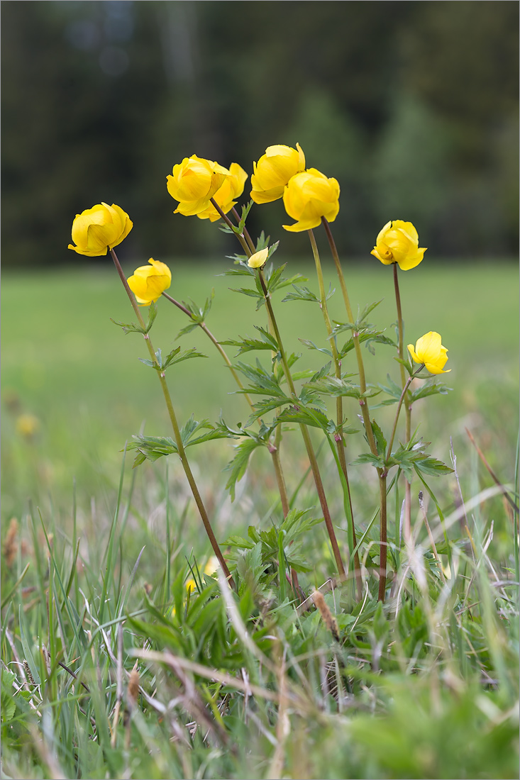 Изображение особи Trollius europaeus.