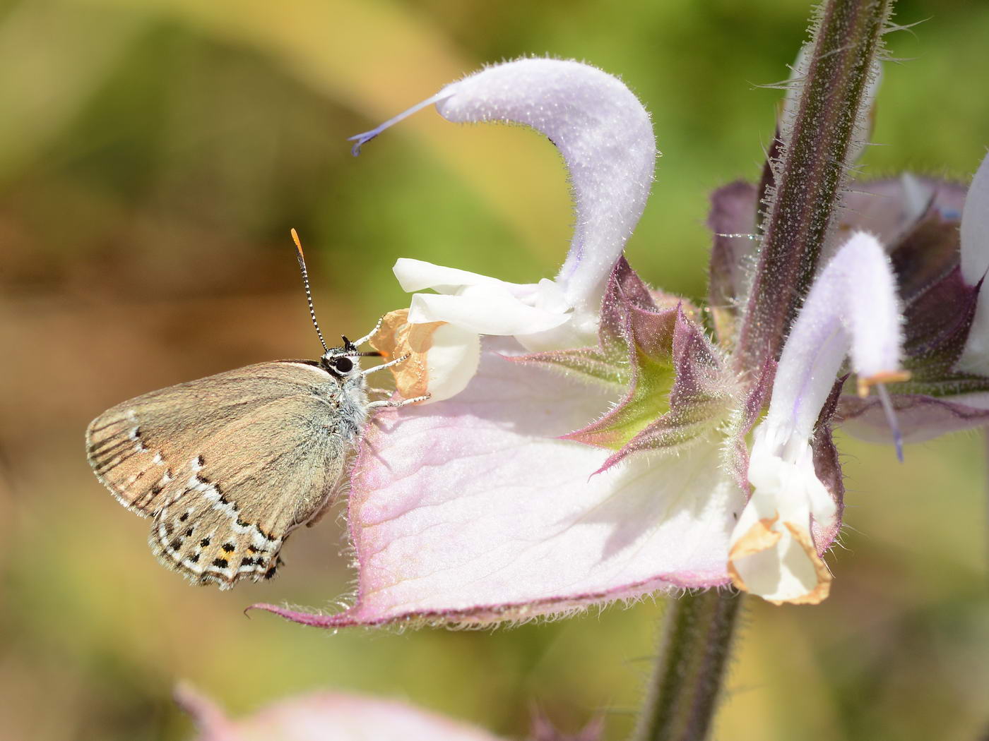 Image of Salvia sclarea specimen.