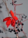 Parthenocissus quinquefolia