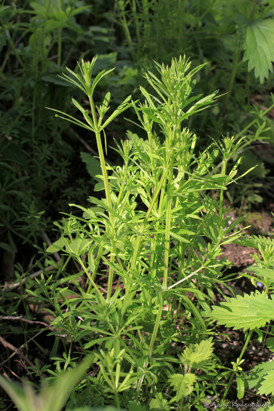 Изображение особи Galium aparine.