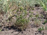 Eremopyrum triticeum. Плодоносящее растение. Ульяновская обл., Мелекесский р-н, окр. с. Щербаковка, остепнённый луг со следами выпаса скота, обочина дороги. 09.06.2019.