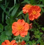 Geum quellyon