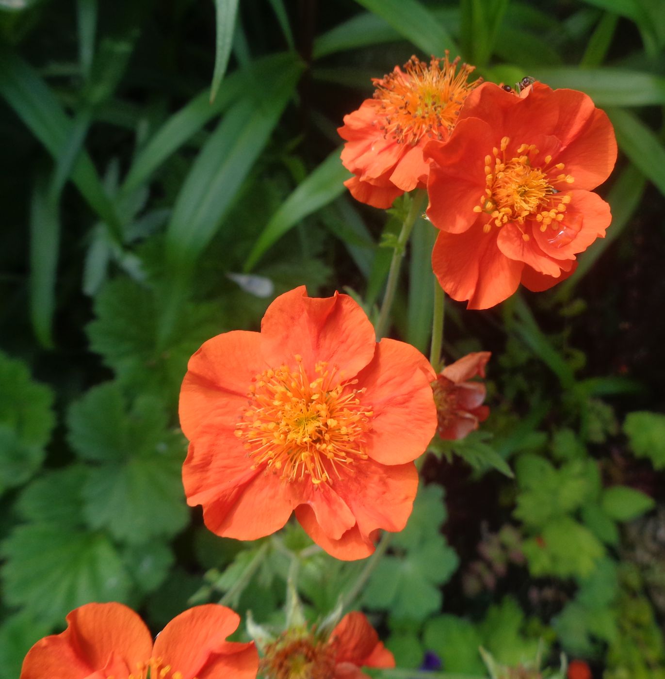 Image of Geum quellyon specimen.