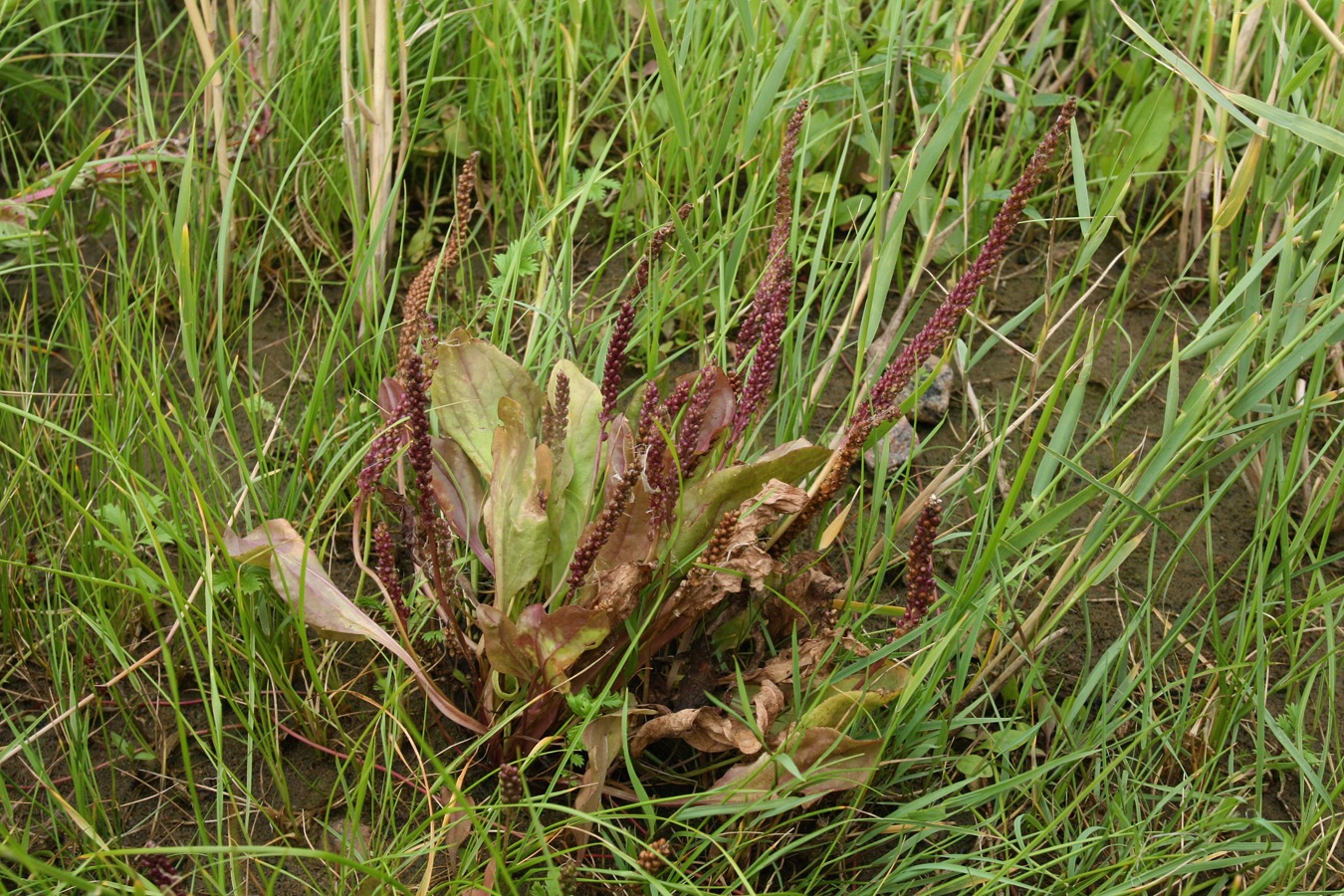 Изображение особи Plantago uliginosa.