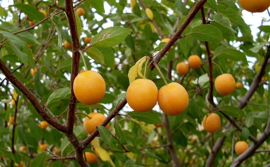 Image of Prunus cerasifera specimen.