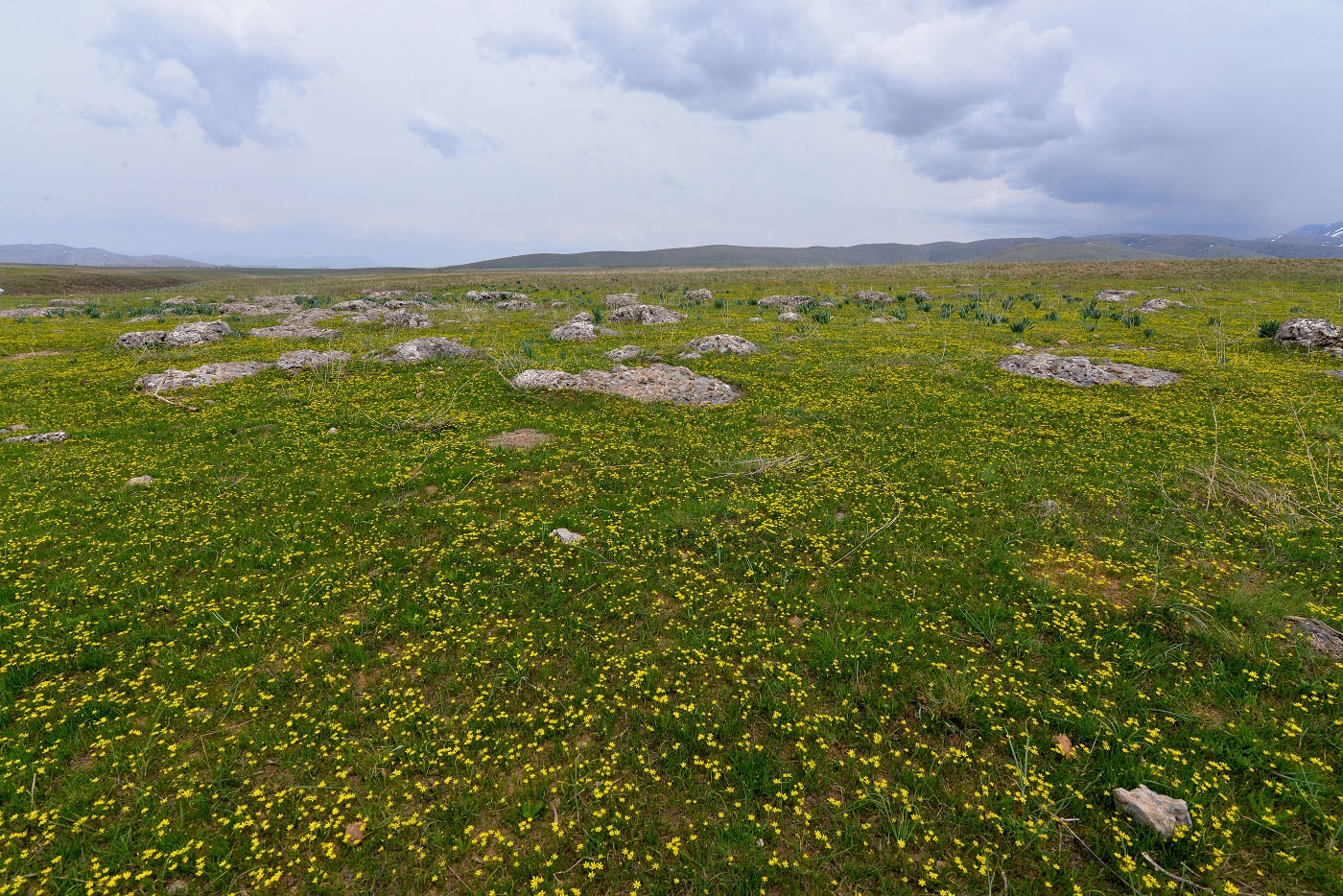 Image of Gagea minutiflora specimen.