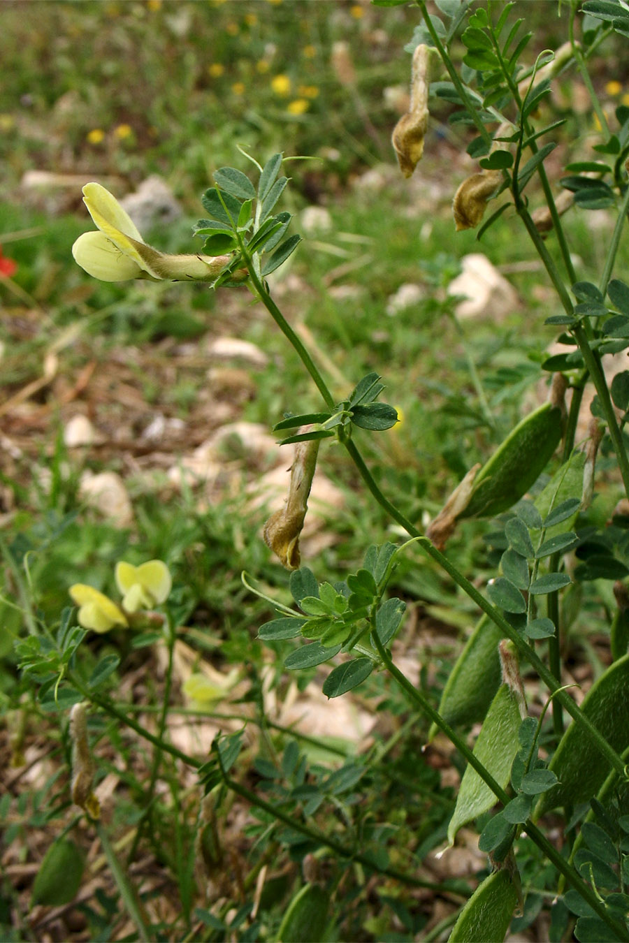 Image of Vicia hybrida specimen.