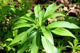 Lilium pilosiusculum