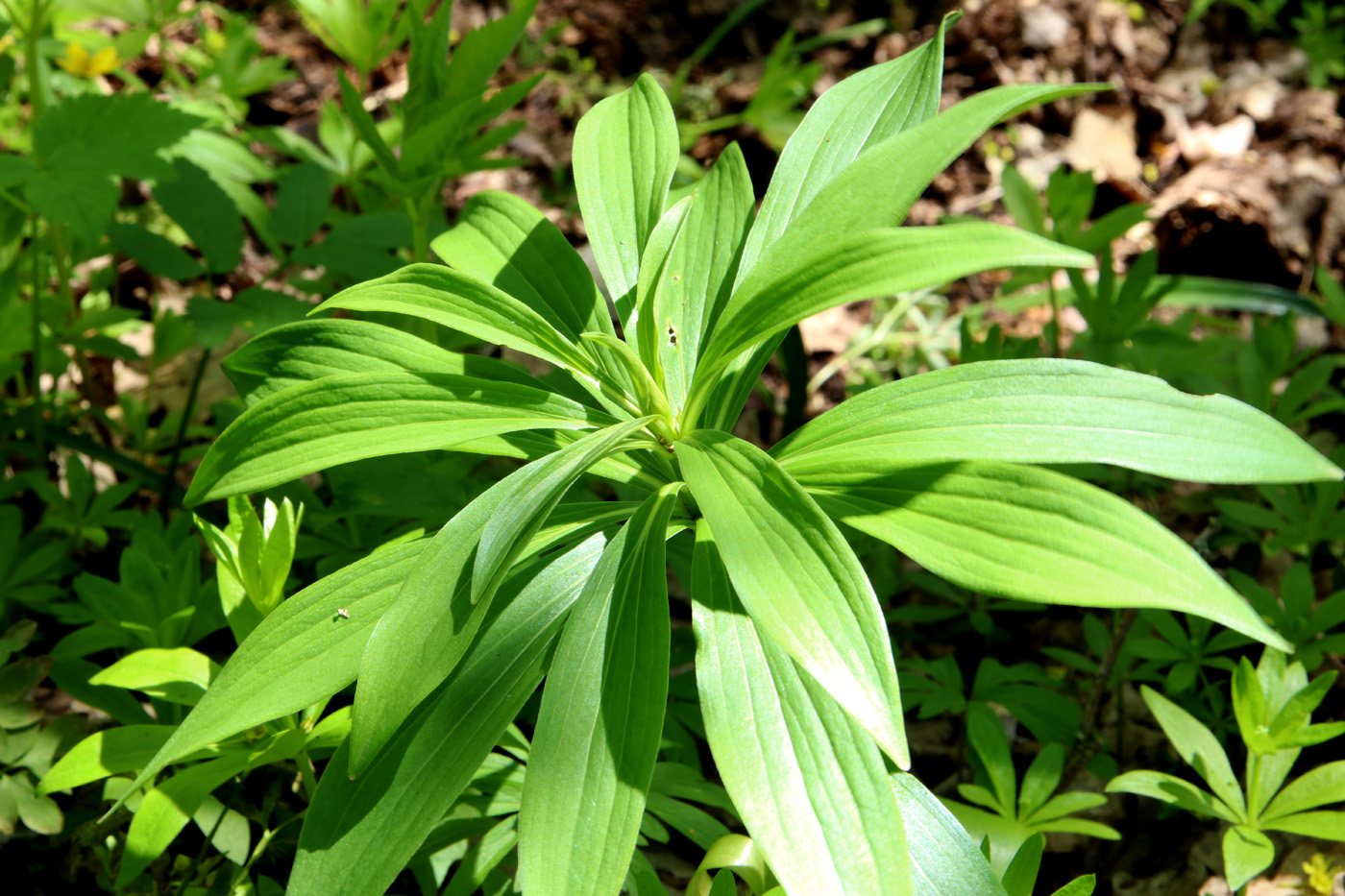 Изображение особи Lilium pilosiusculum.