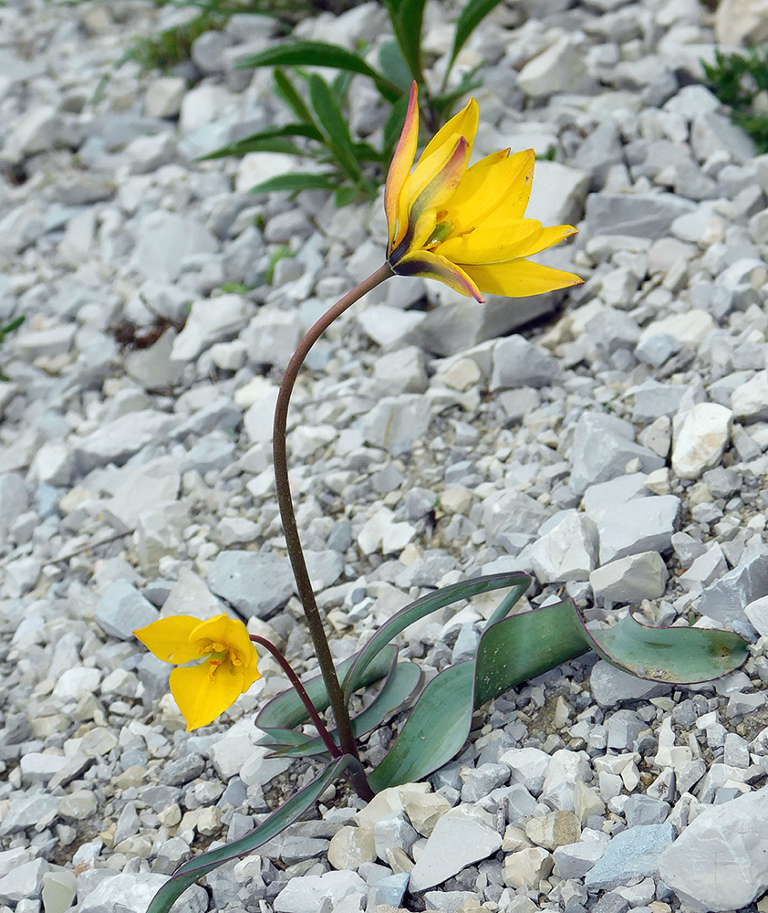 Image of Tulipa australis specimen.