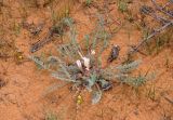Astragalus dolichophyllus. Цветущее растение. Астраханская обл., Лиманский р-н, пески Кос-Кызыл, склон бархана. 24.04.2021.
