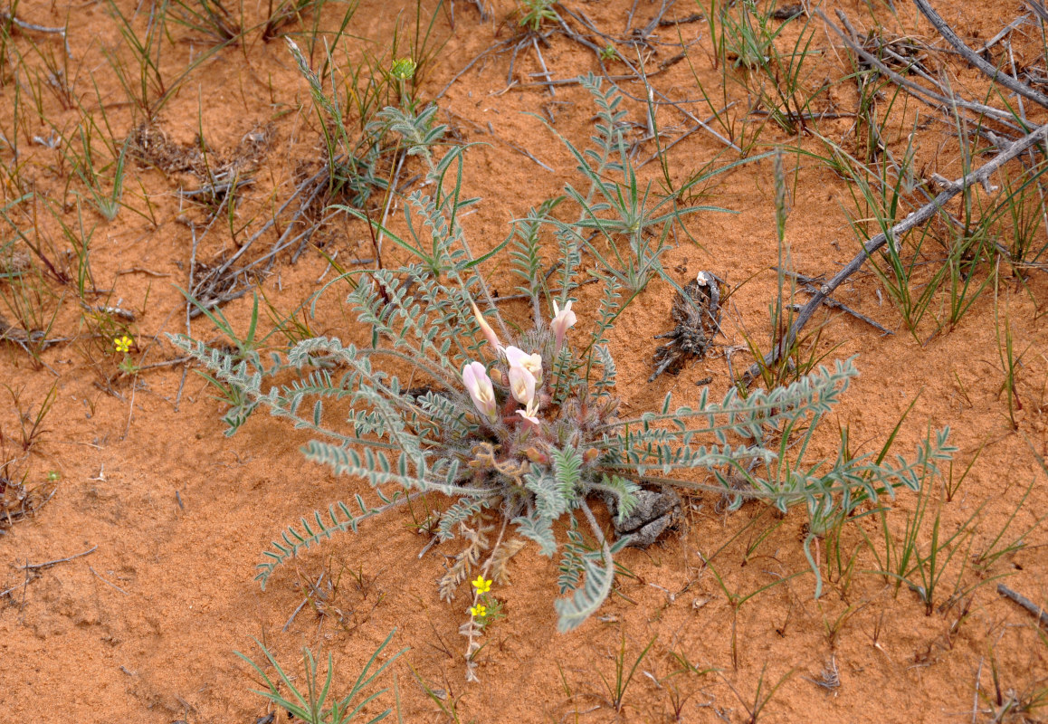 Image of Astragalus dolichophyllus specimen.