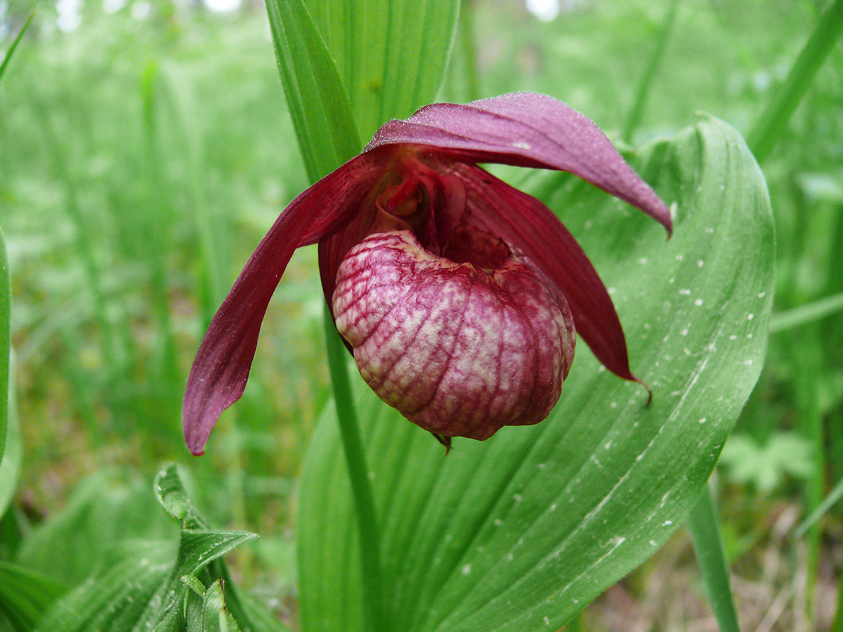 Image of Cypripedium × ventricosum specimen.